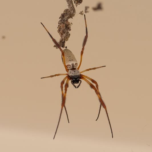 Trichonephila edulis (Australian Golden Orbweaver).jpg